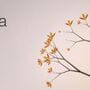 Eufloria