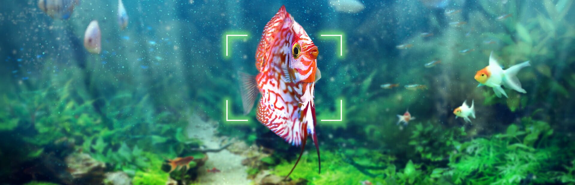 Artwork for Snapshot Aquarium