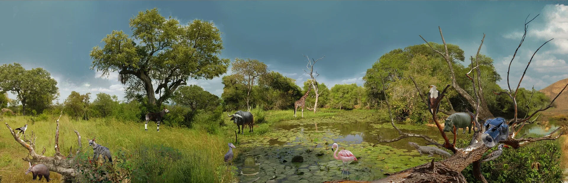 Hidden Animals: Photo Hunt