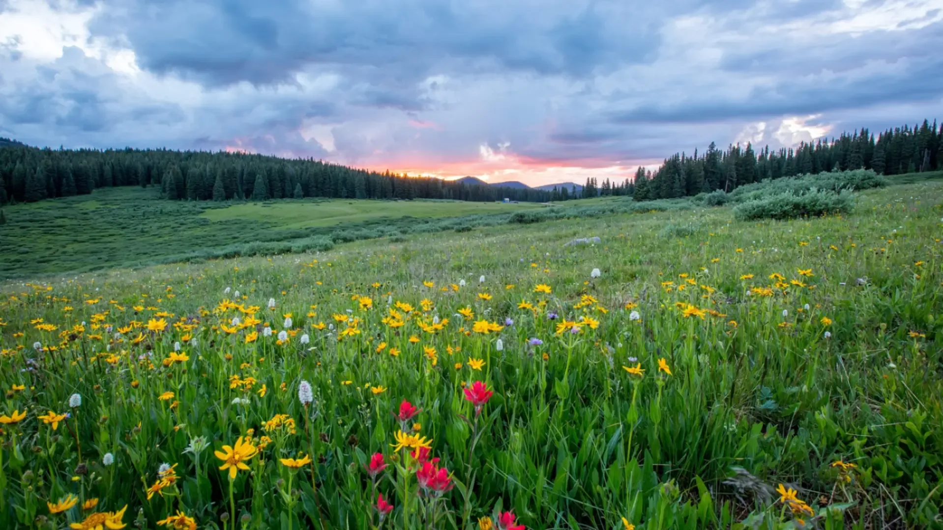 Miss Chocolate Eater
