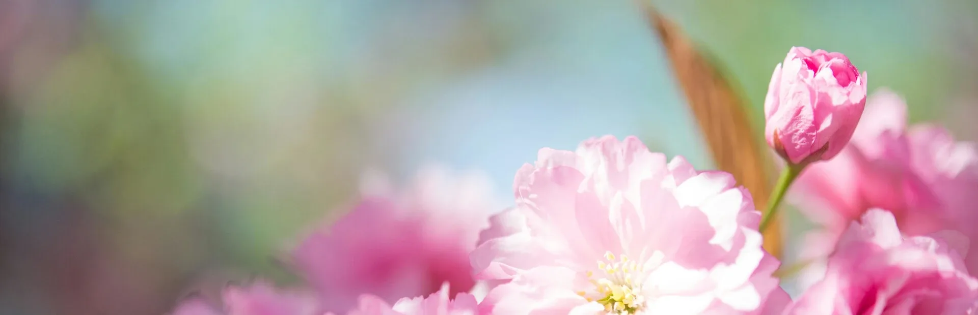Beauty Solitaire
