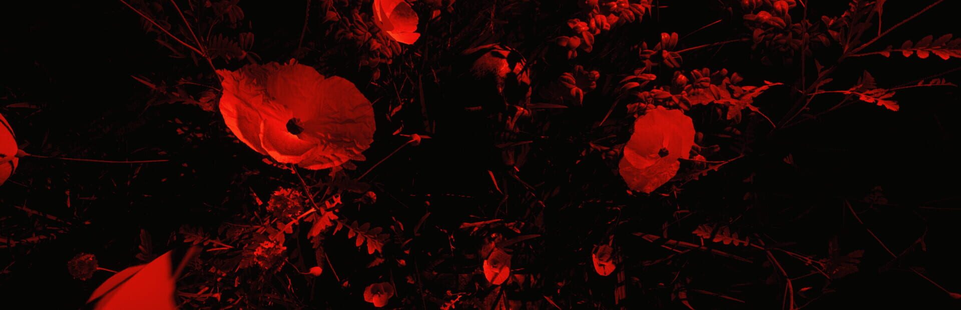 Artwork for Island of Sacrifice
