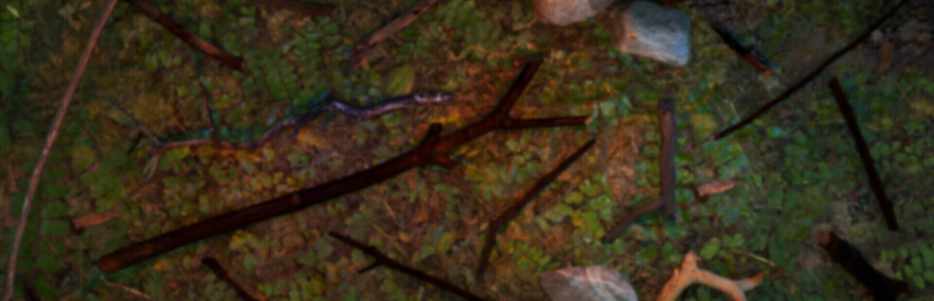 Artwork for Finding Cool Sticks