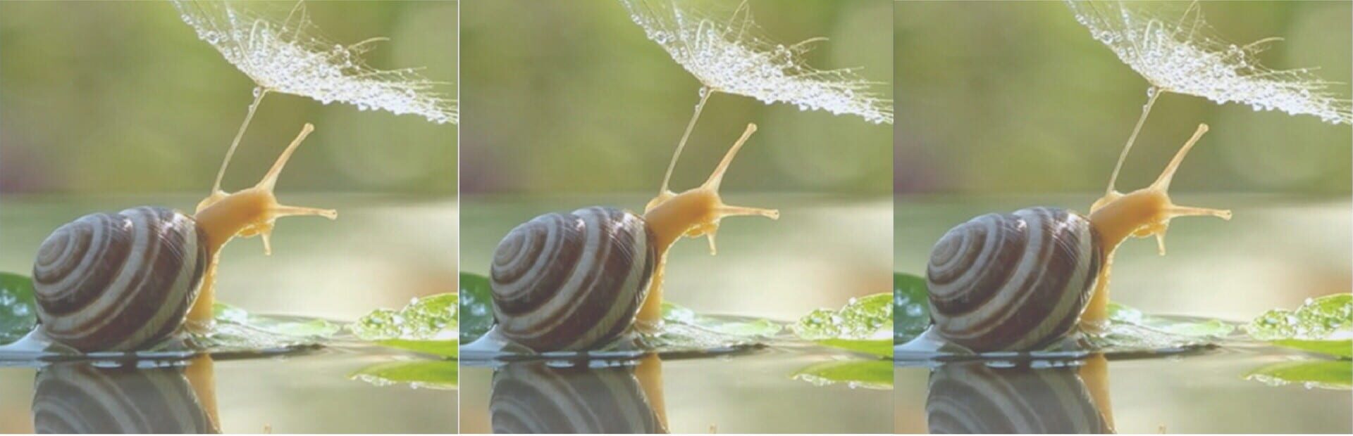 Artwork for HgmGame-Snail