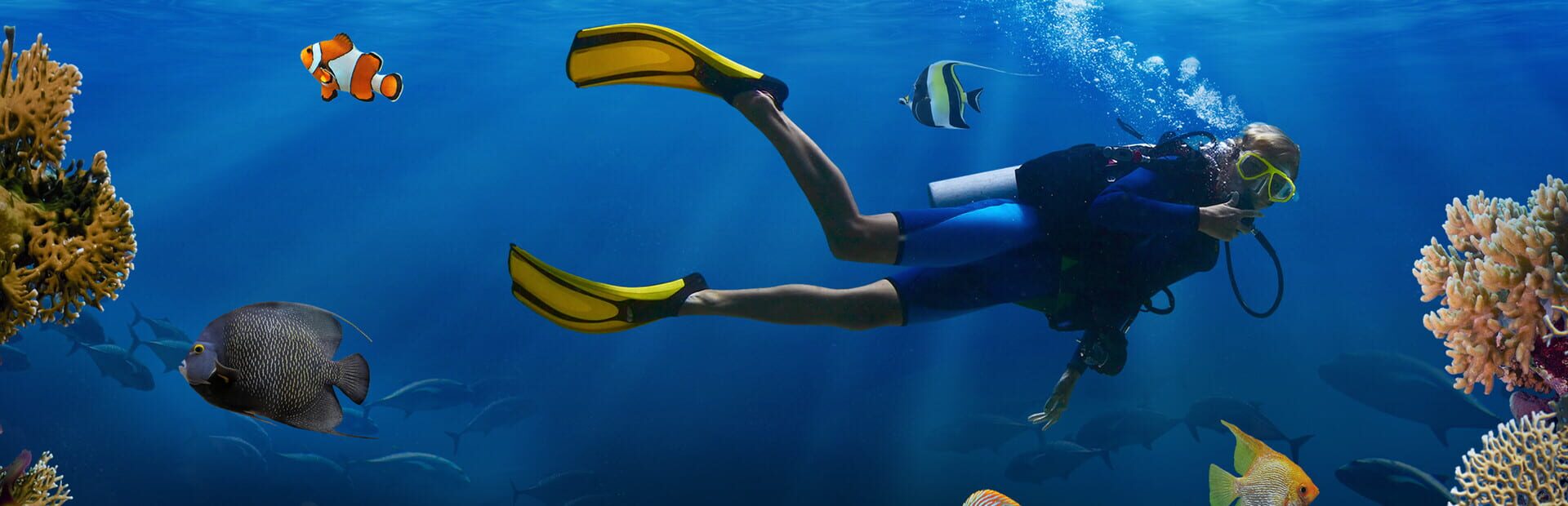 Artwork for Sea Life Explorer Collector's Edition