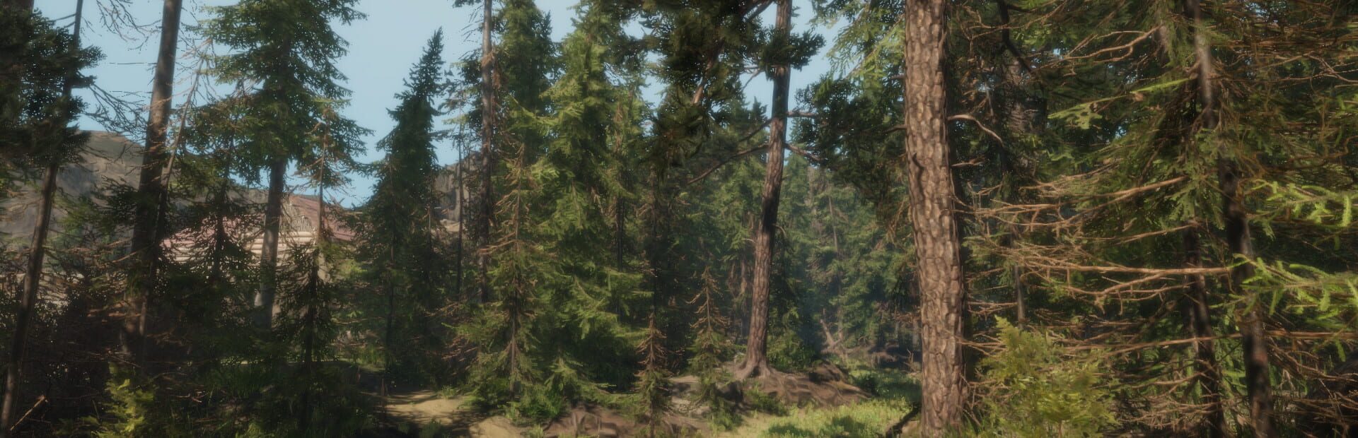 A Walk in the Woods