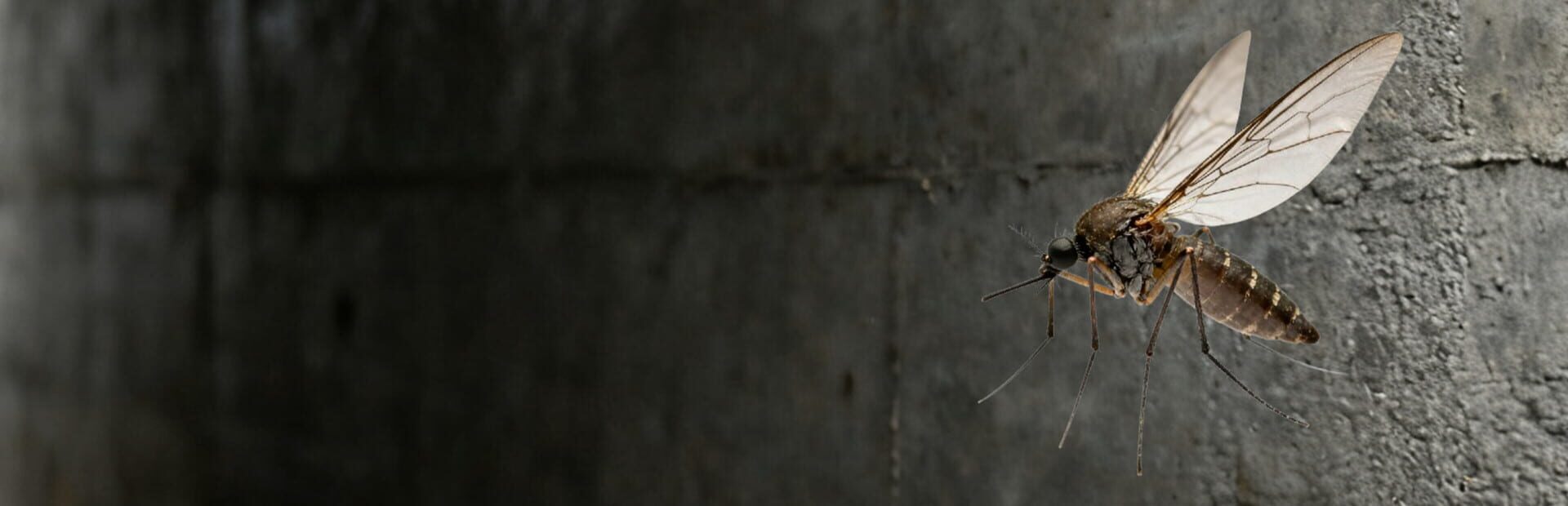 Artwork for Mosquito