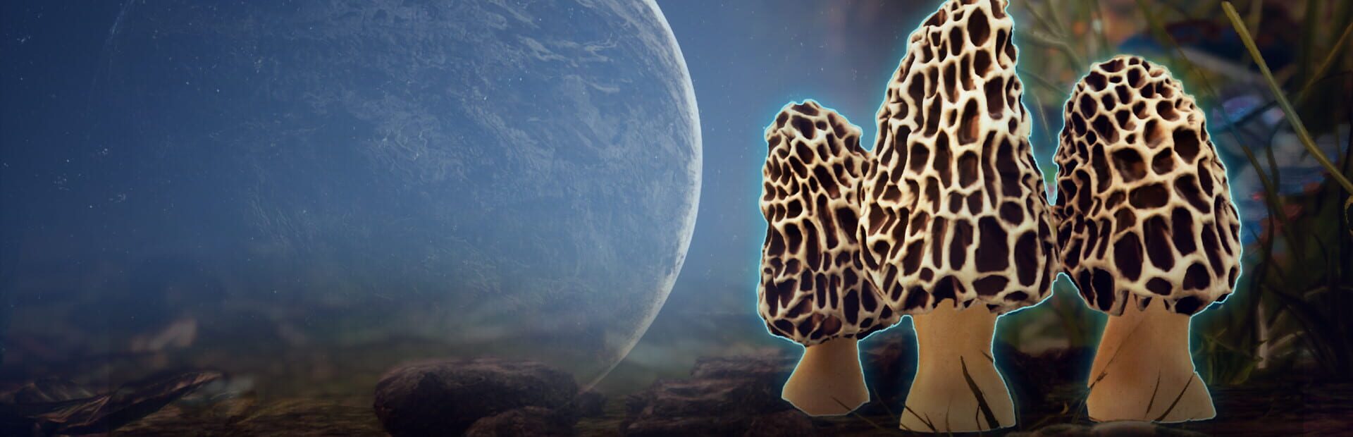 Morels: Out of this World artwork