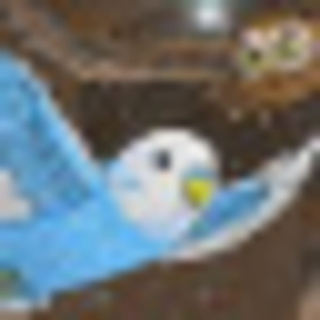 Birds of Ascent