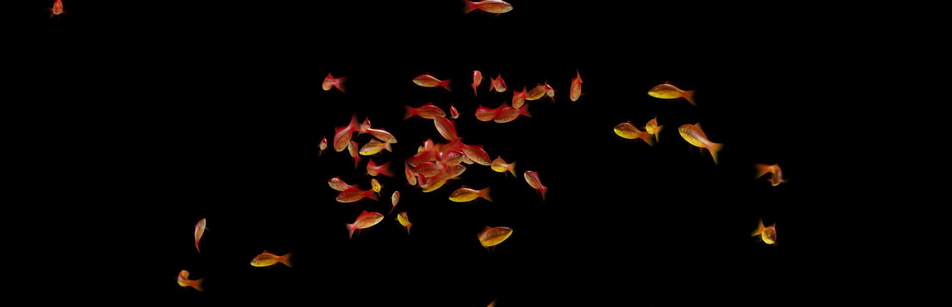 Artwork for Goldfish Simulator
