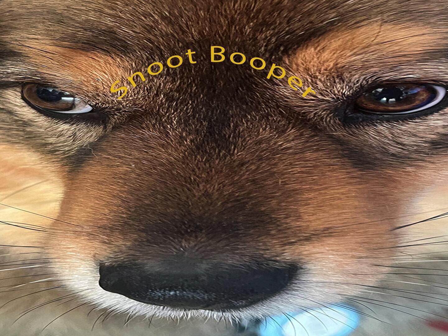 Snoot Booper