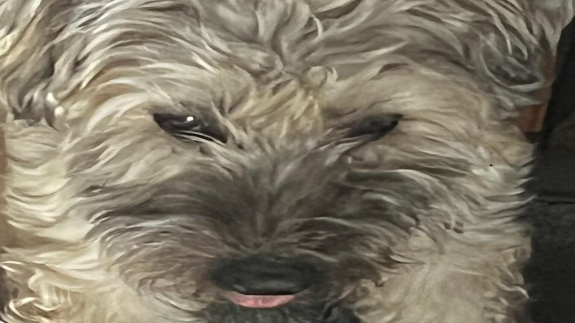 Snoot Booper