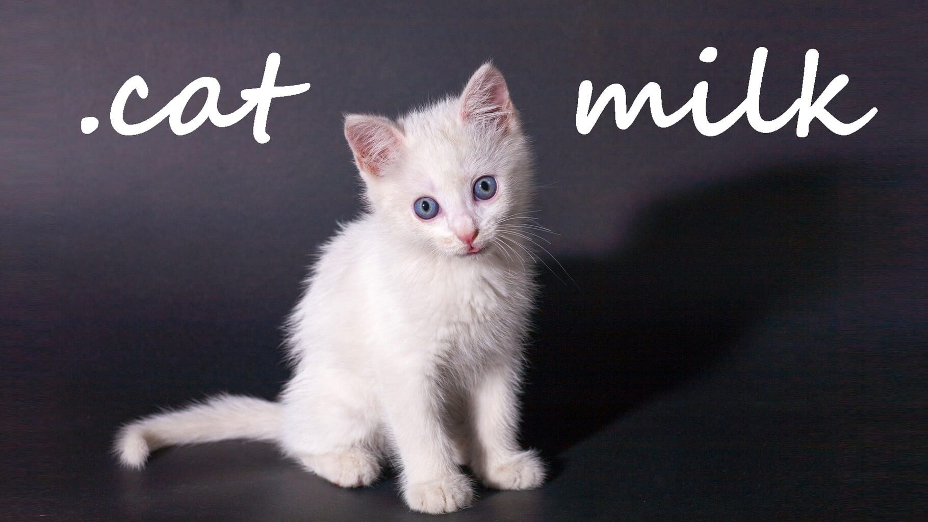 Cat Milk artwork