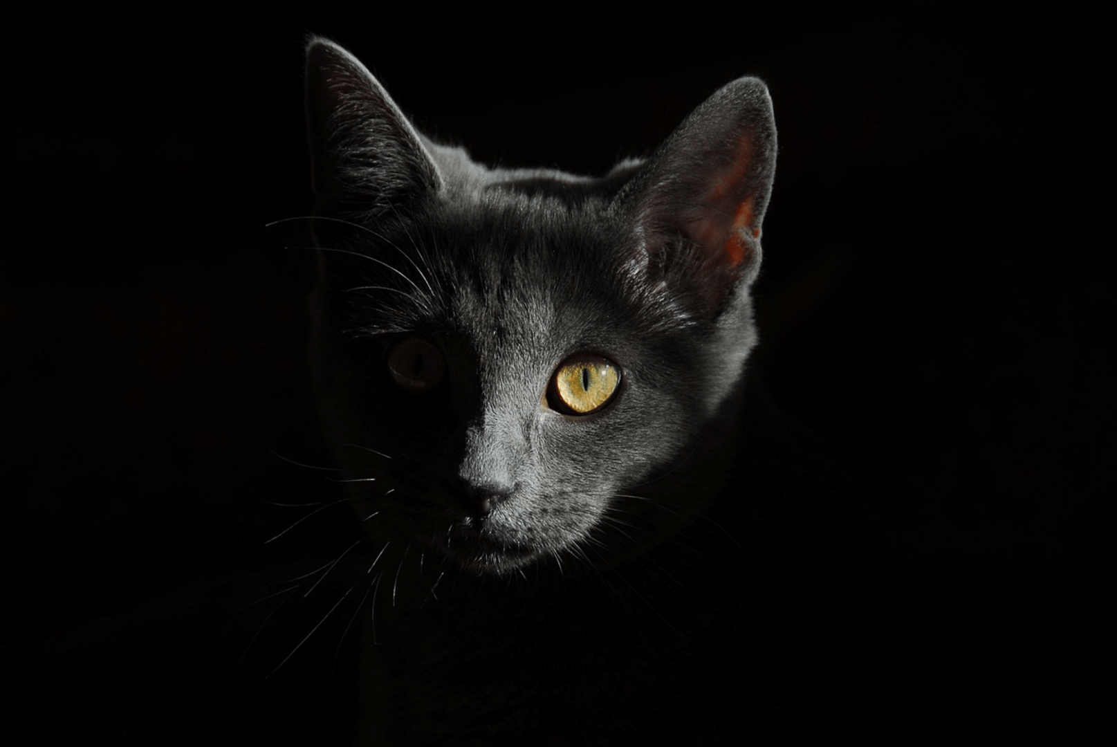 Forever Meow Cover