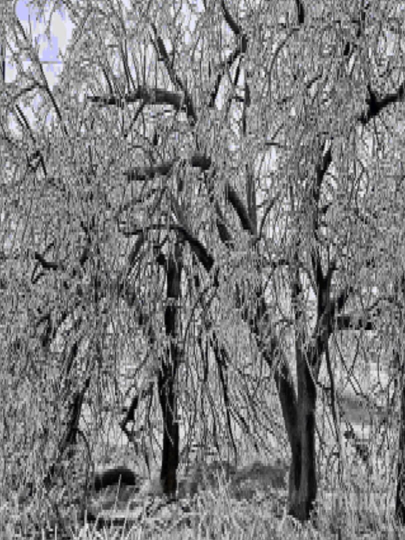 Seasonal Affectiveness Disorder