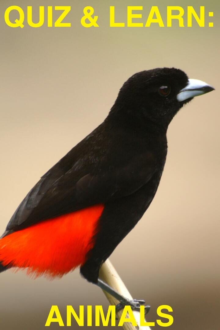 Jeu : Quiz & Learn: Animals