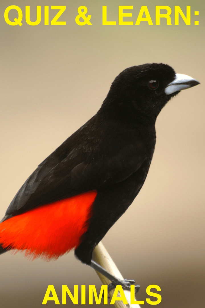 Quiz & Learn: Animals Cover