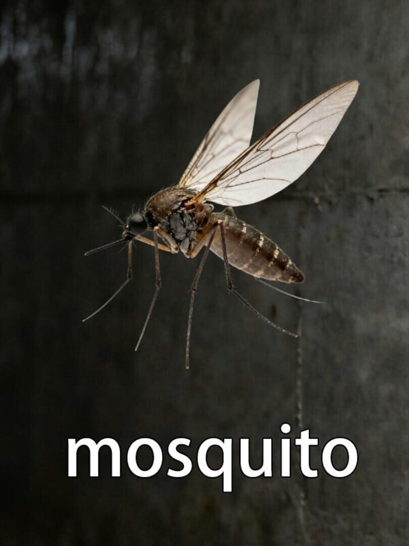 Mosquito