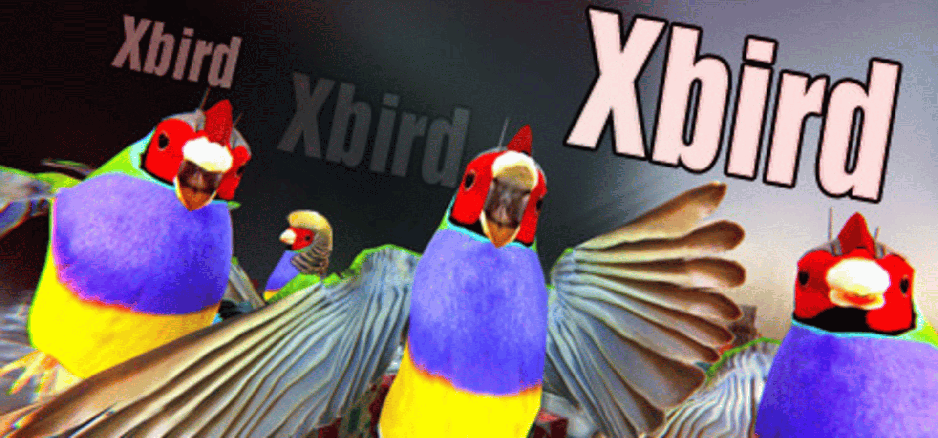 Xbird Cover
