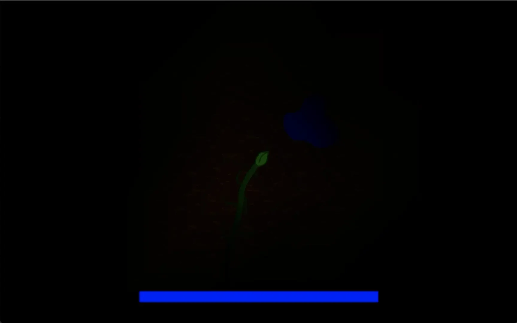 Seed