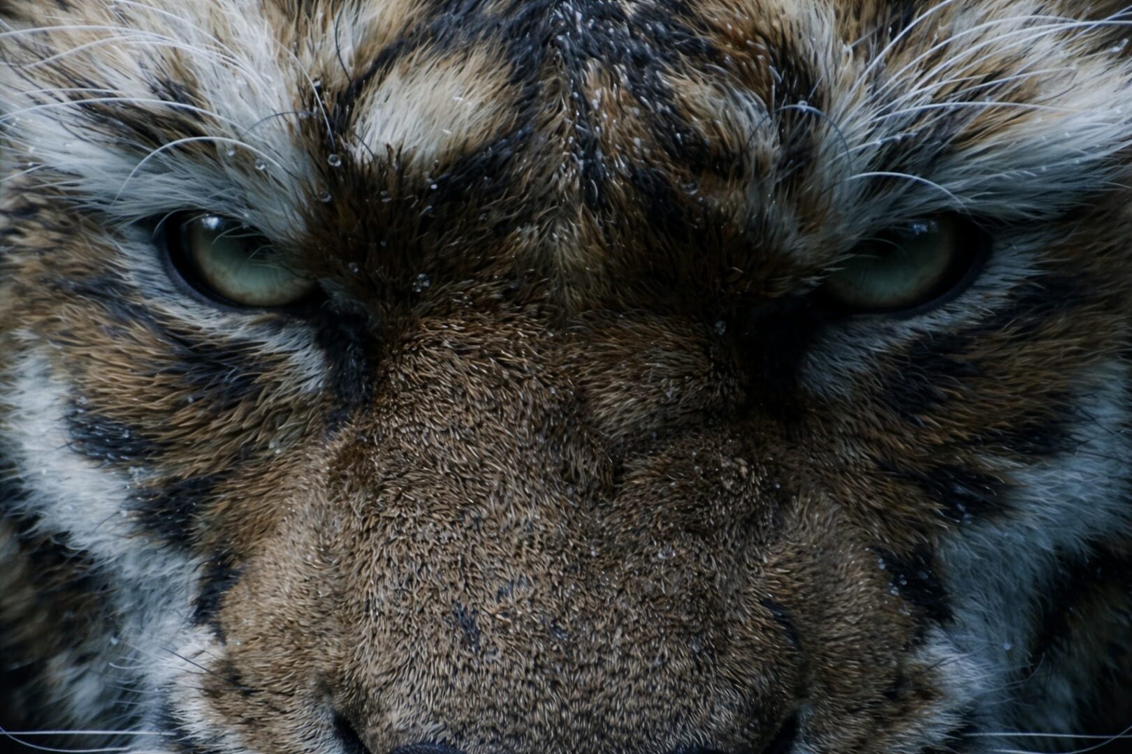 Black Myth: Zhong Kui