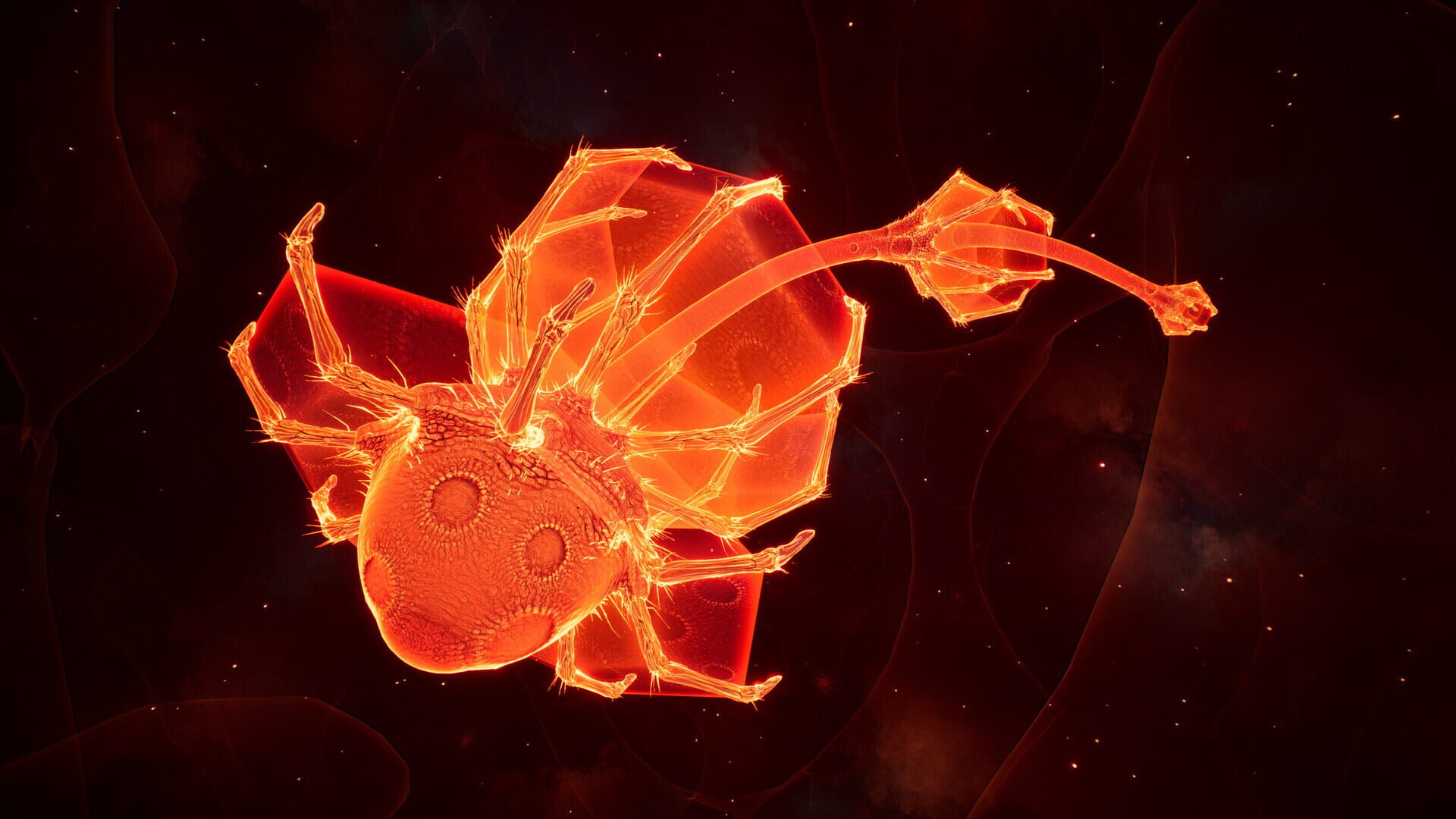 Lifecycles of the Traveler Spider