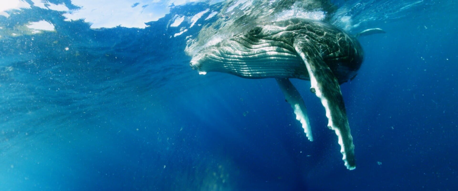 Swimming with Humpbacks - Screenshot