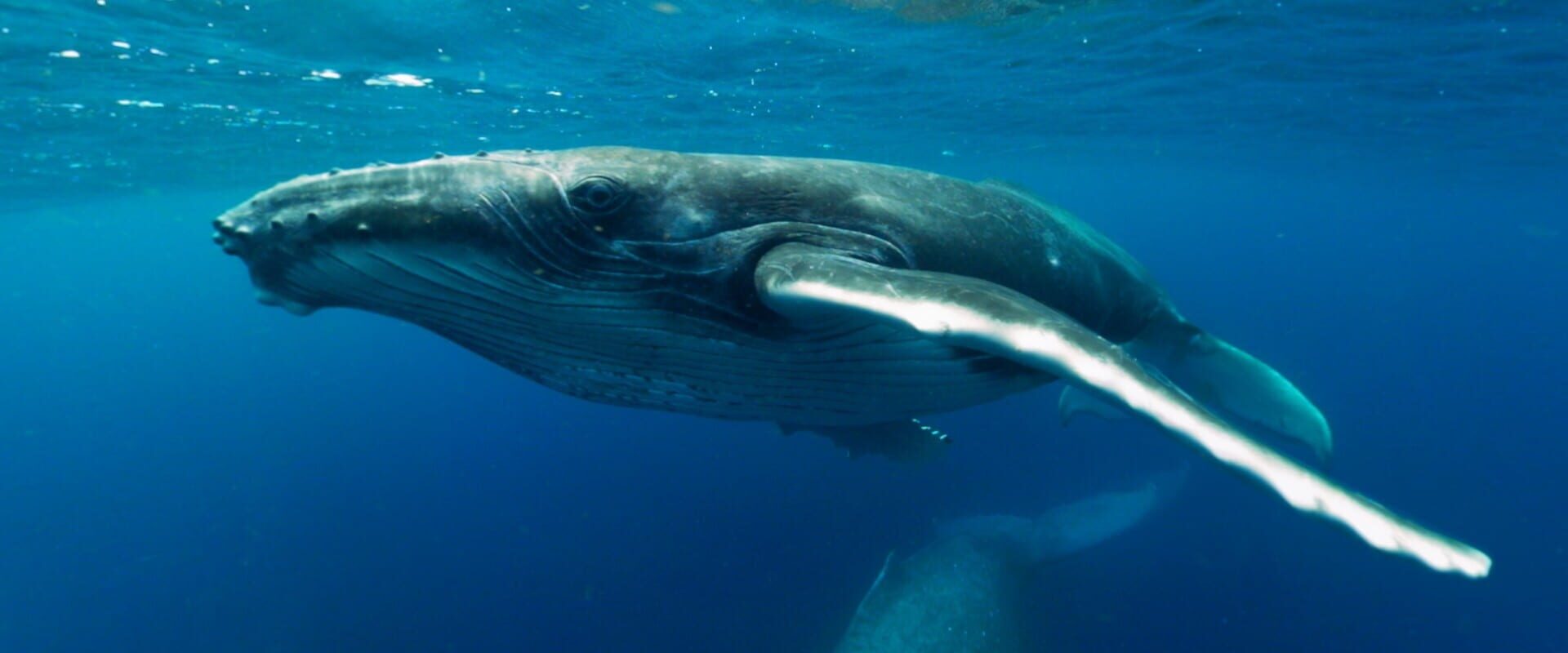 Swimming with Humpbacks - Screenshot