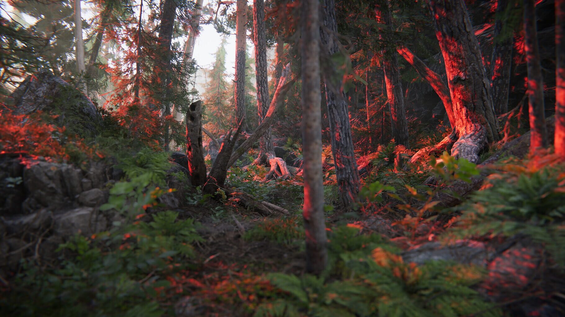 Captura de pantalla - The Forest Cathedral