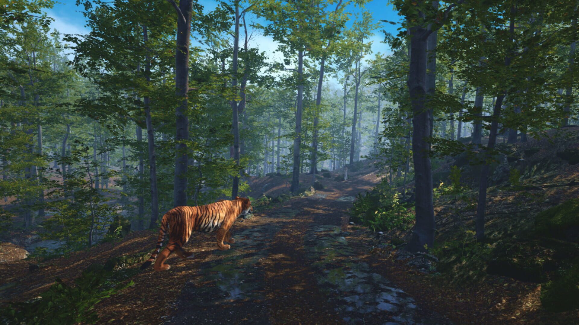 Big Cat Rescue VR - Screenshot
