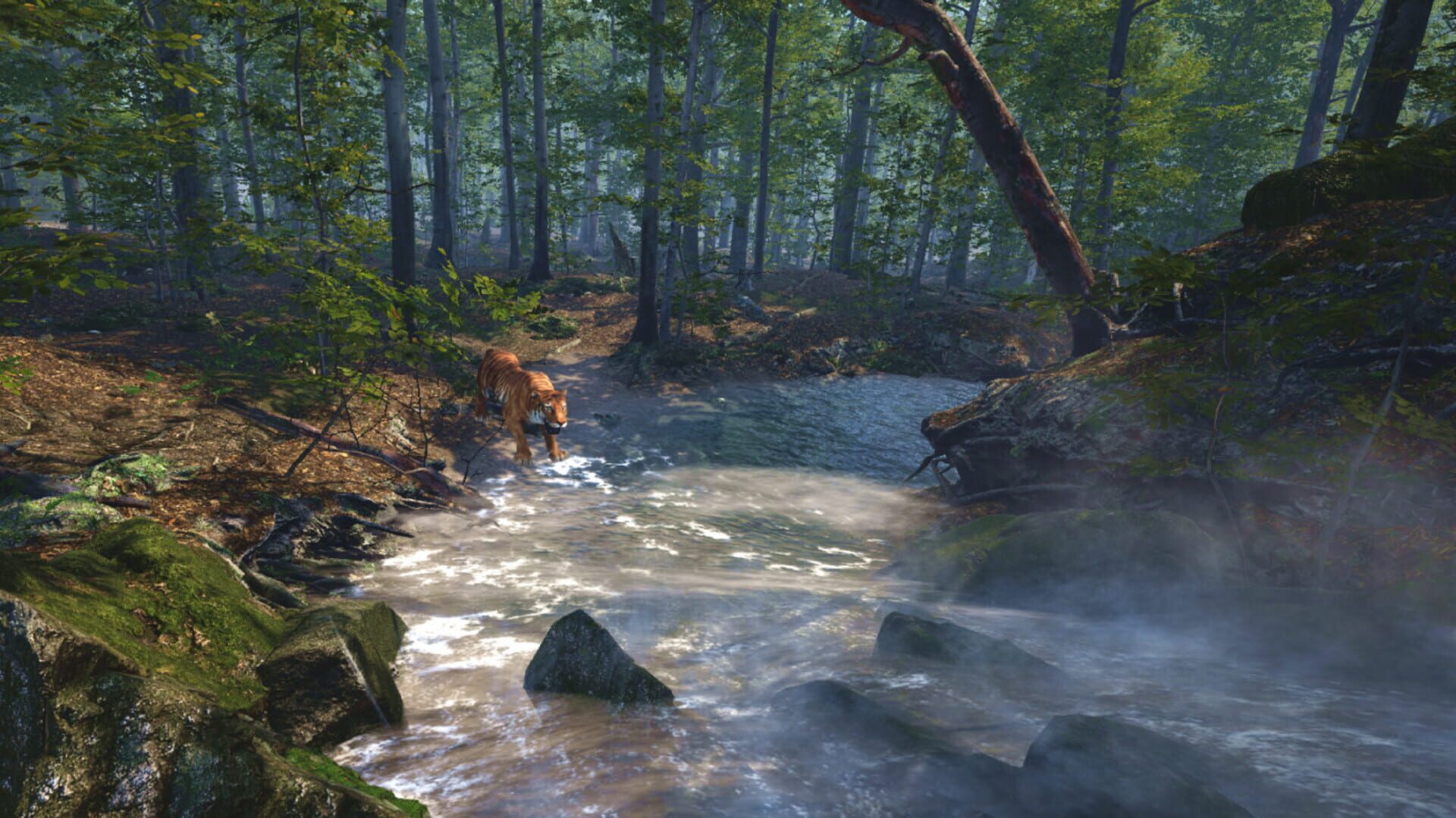 Big Cat Rescue VR - Screenshot