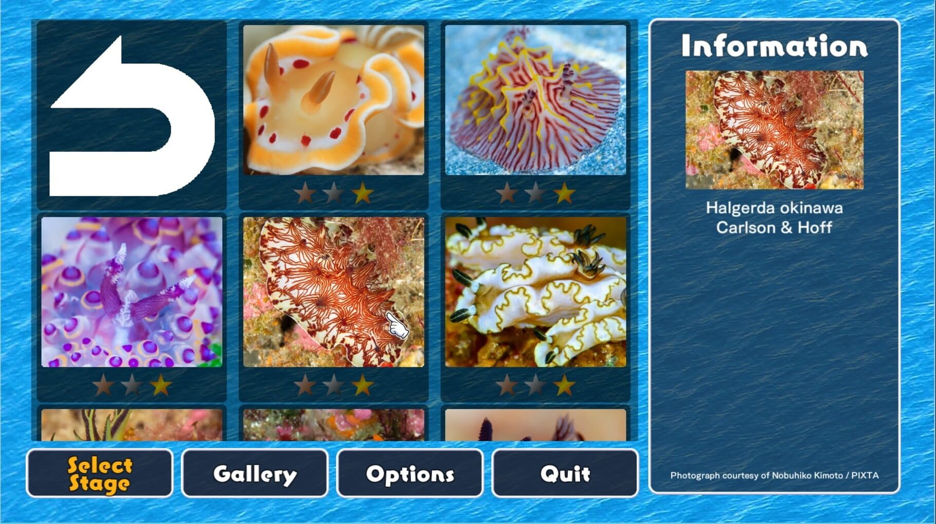 Jigsaw Masterpieces: Sea Slugs - Gems of the Sea screenshot