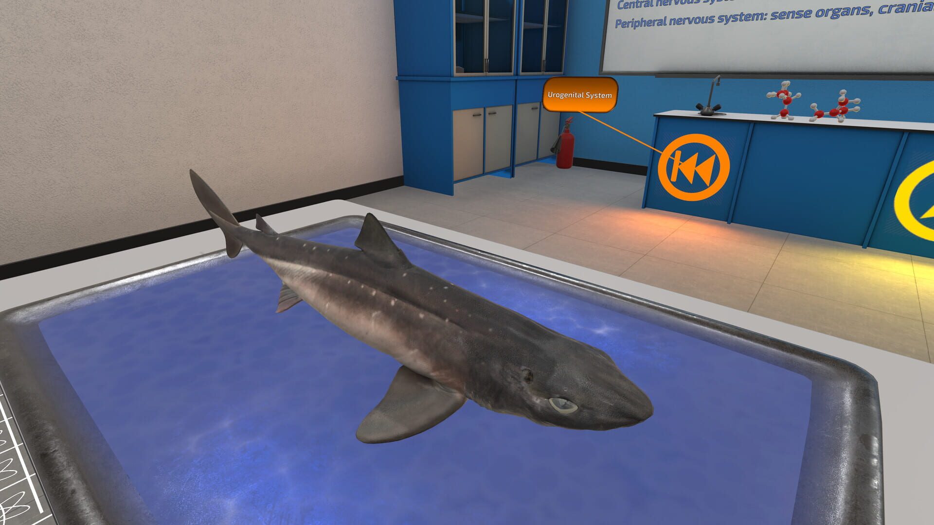 Dissection Simulator: Dogfish Edition - Screenshot