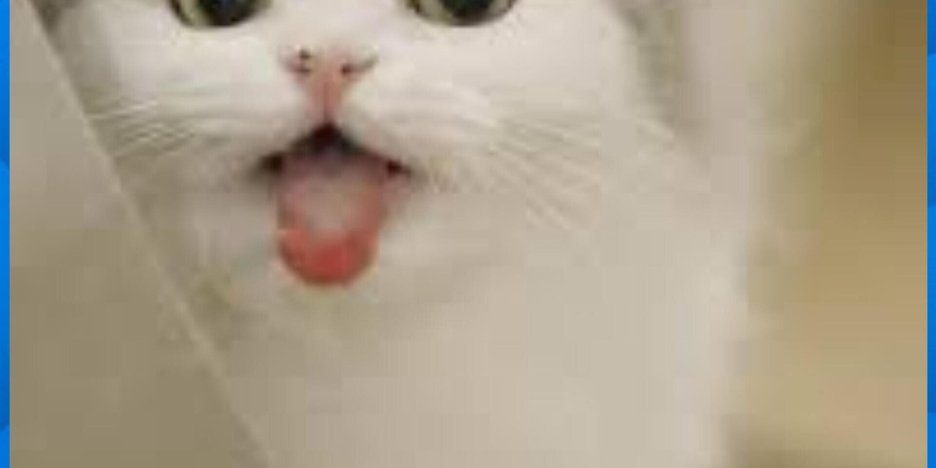 Meong Puzzel - Screenshot