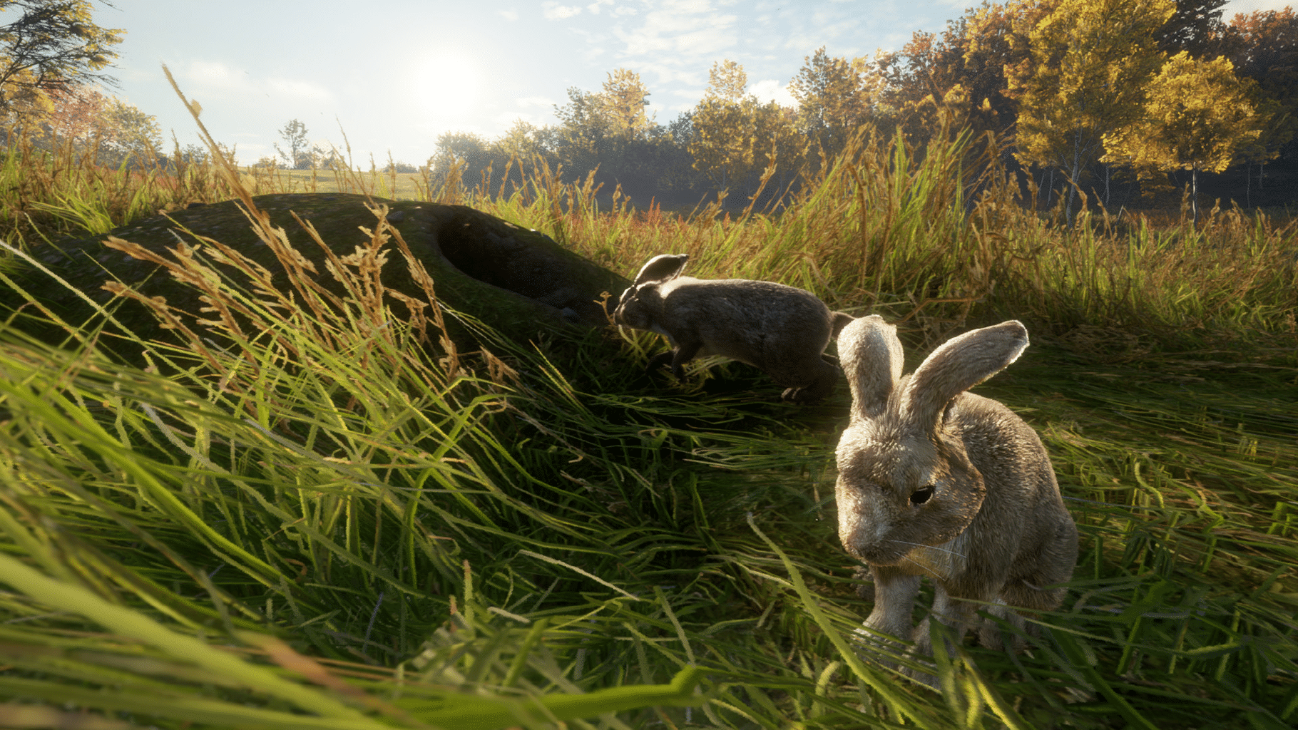 TheHunter: Call of the Wild - Free Species: European Rabbit screenshot