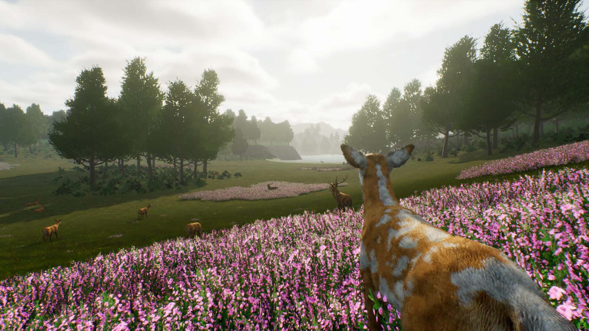Deer Journey - Screenshot