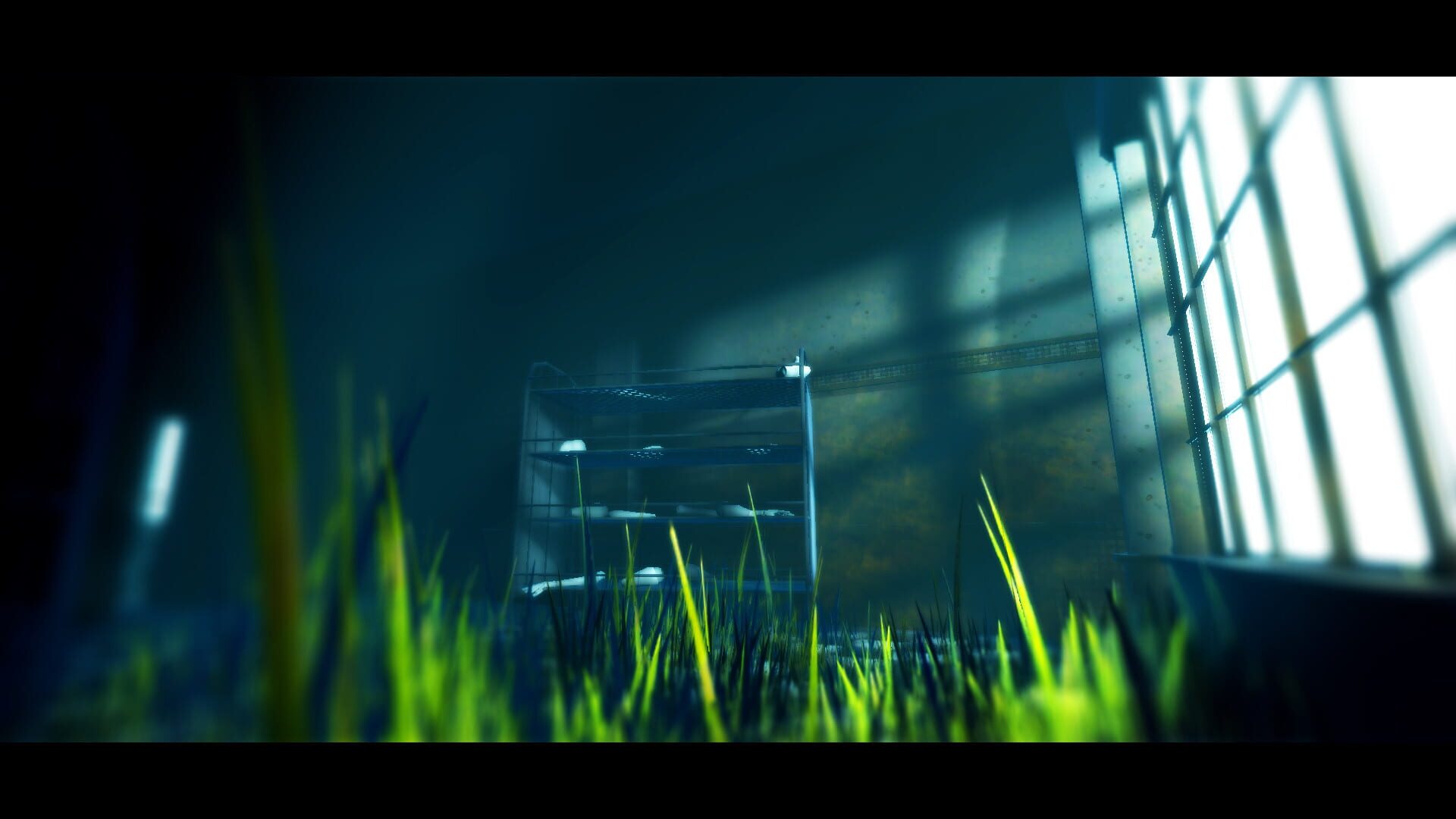Acanthoceras - Screenshot