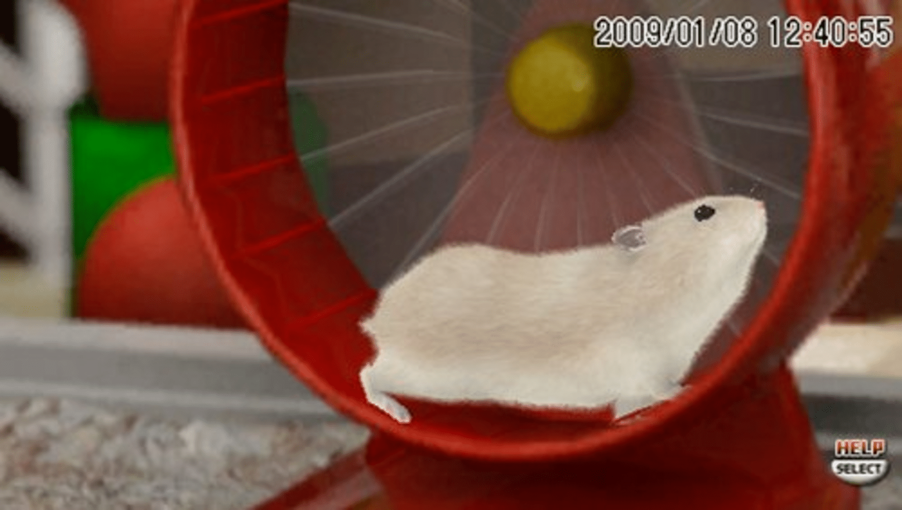 Petz Hamsterz Bunch screenshot