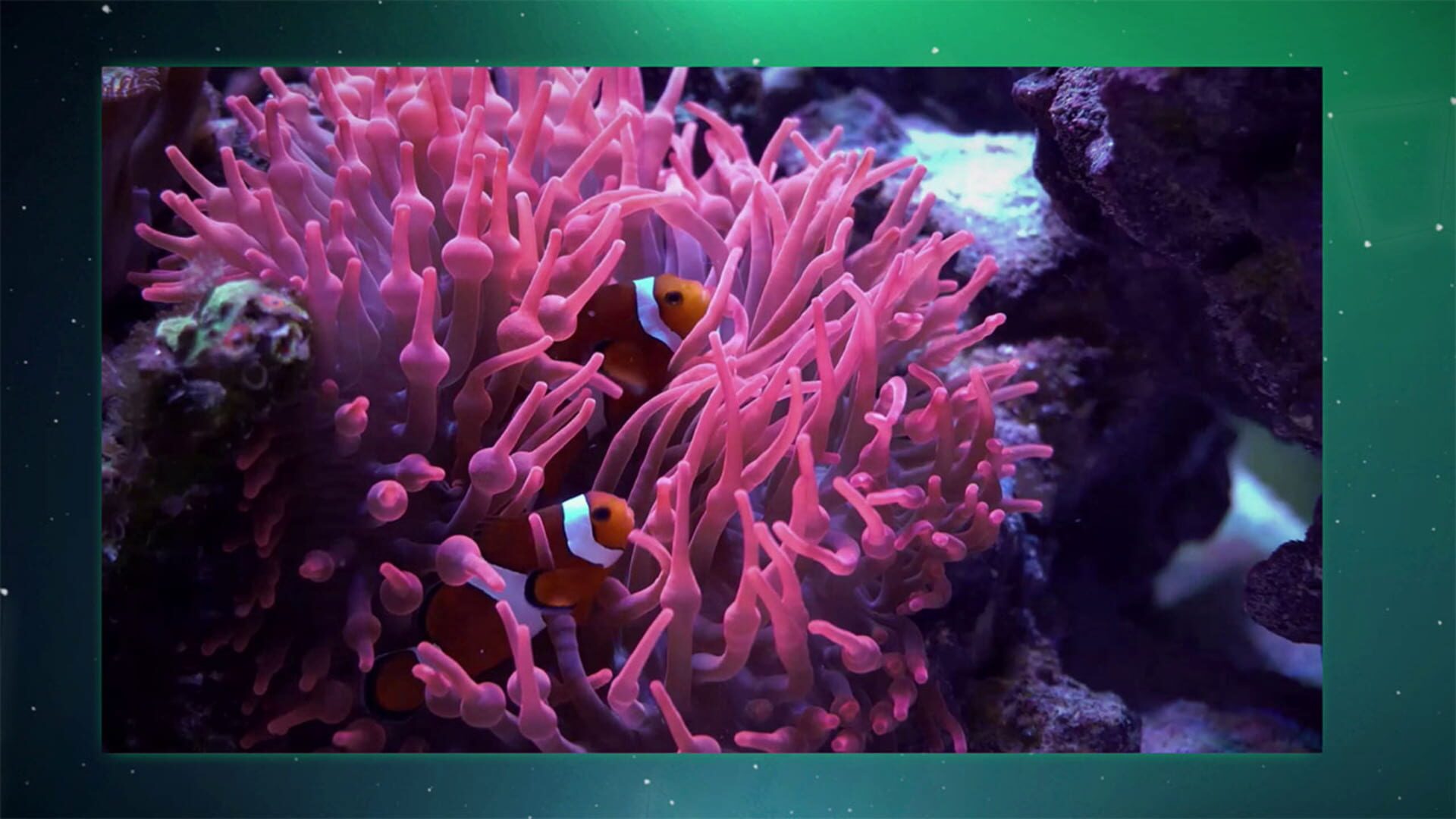 Puzzle Galaxy: Animal Album - Screenshot
