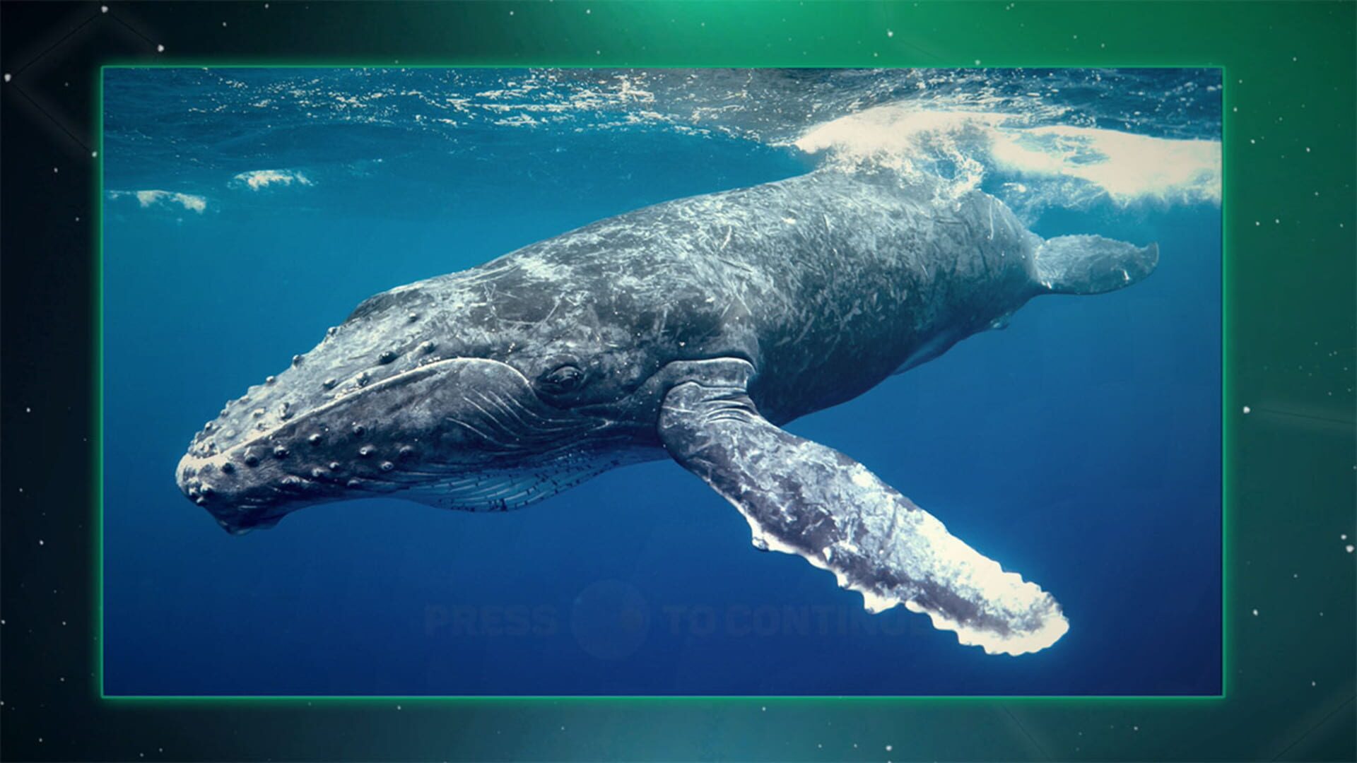 Puzzle Galaxy: Animal Album - Screenshot