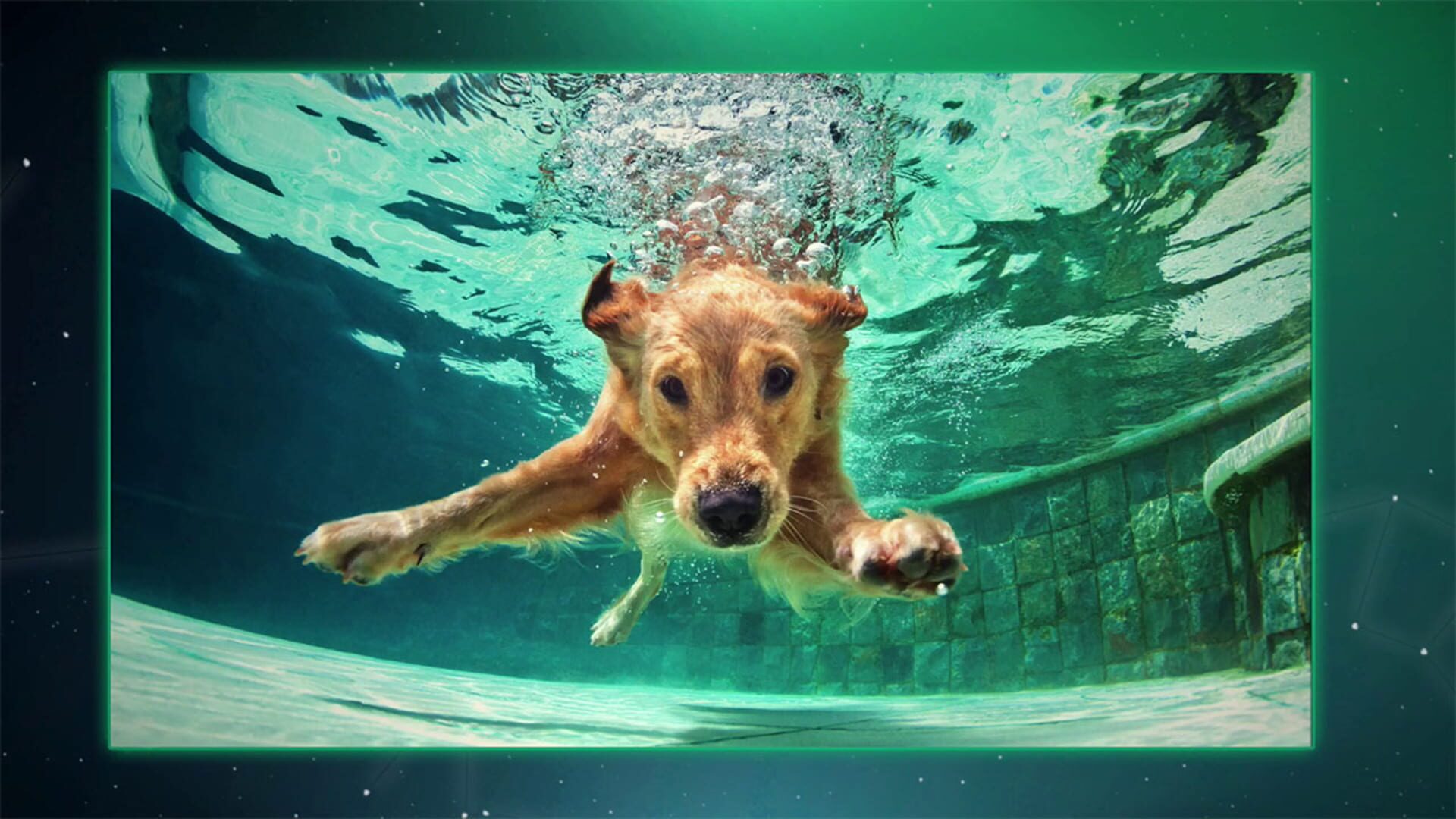 Puzzle Galaxy: Animal Album - Screenshot