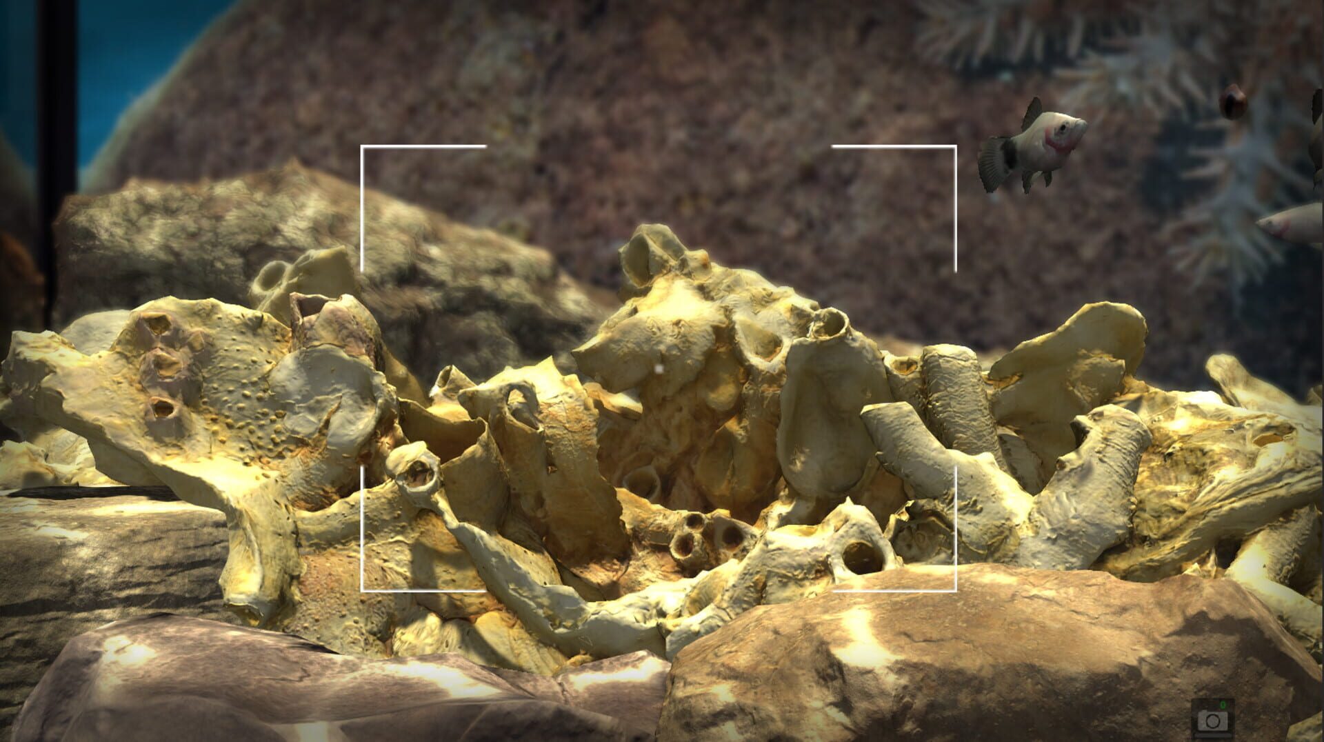 Snapshot Aquarium - Capture 4