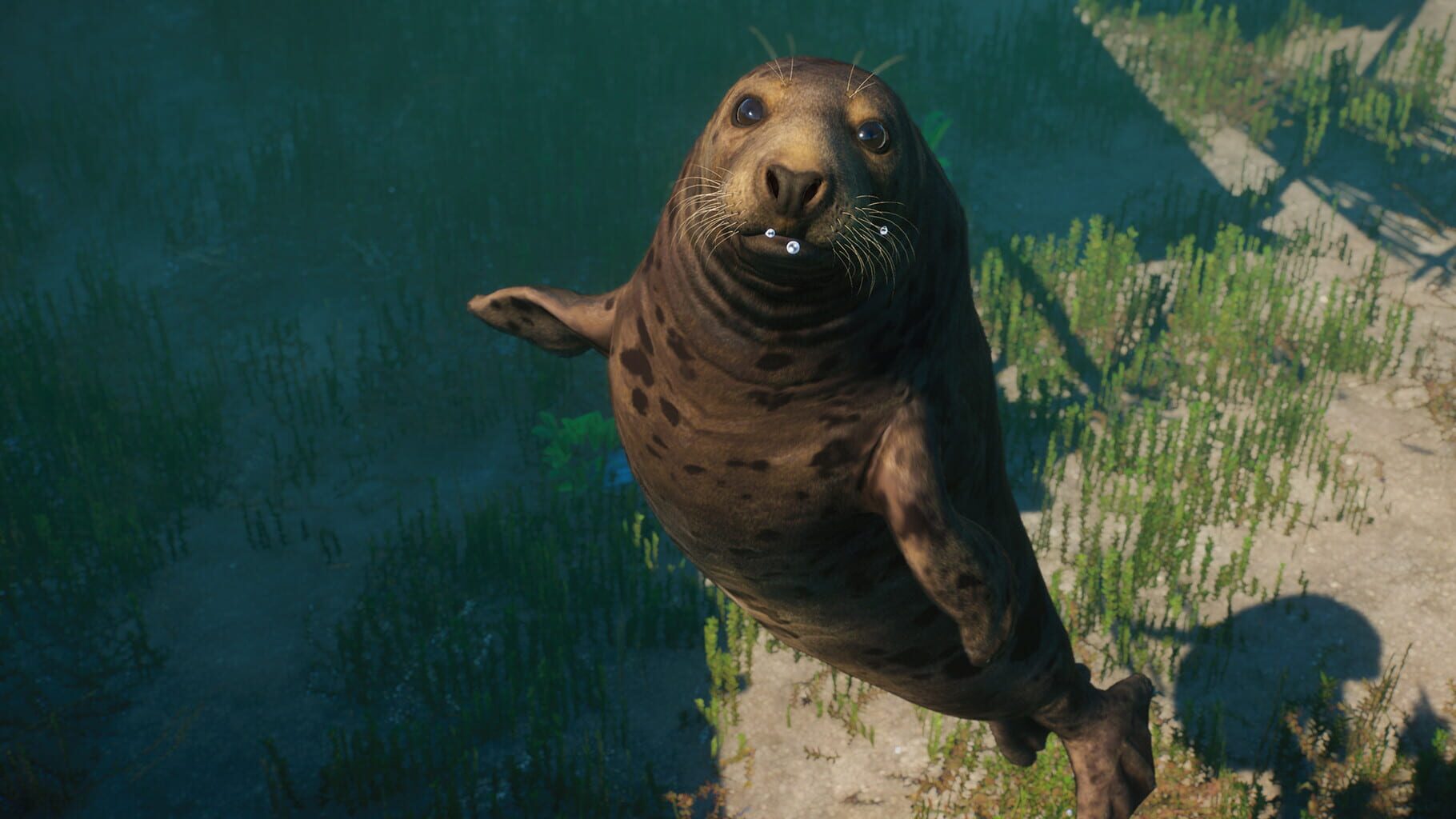 Captura de pantalla - Planet Zoo: Aquatic Pack