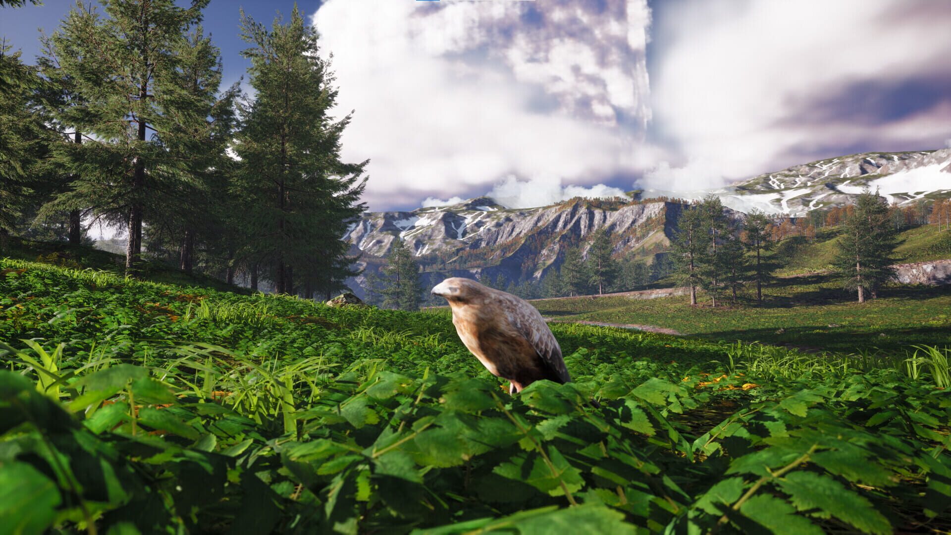 Bird's Eye Odyssey - Screenshot