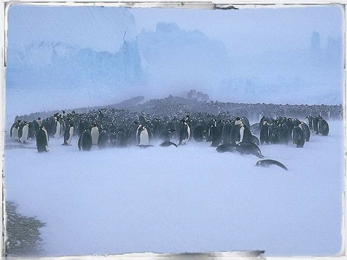 Attenborough's Antarctic: An Exploration of Life in the Freezer