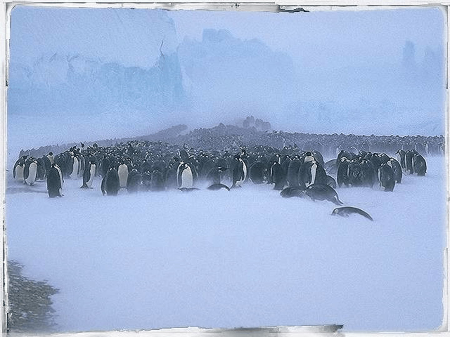 Attenborough's Antarctic: An Exploration of Life in the Freezer screenshot