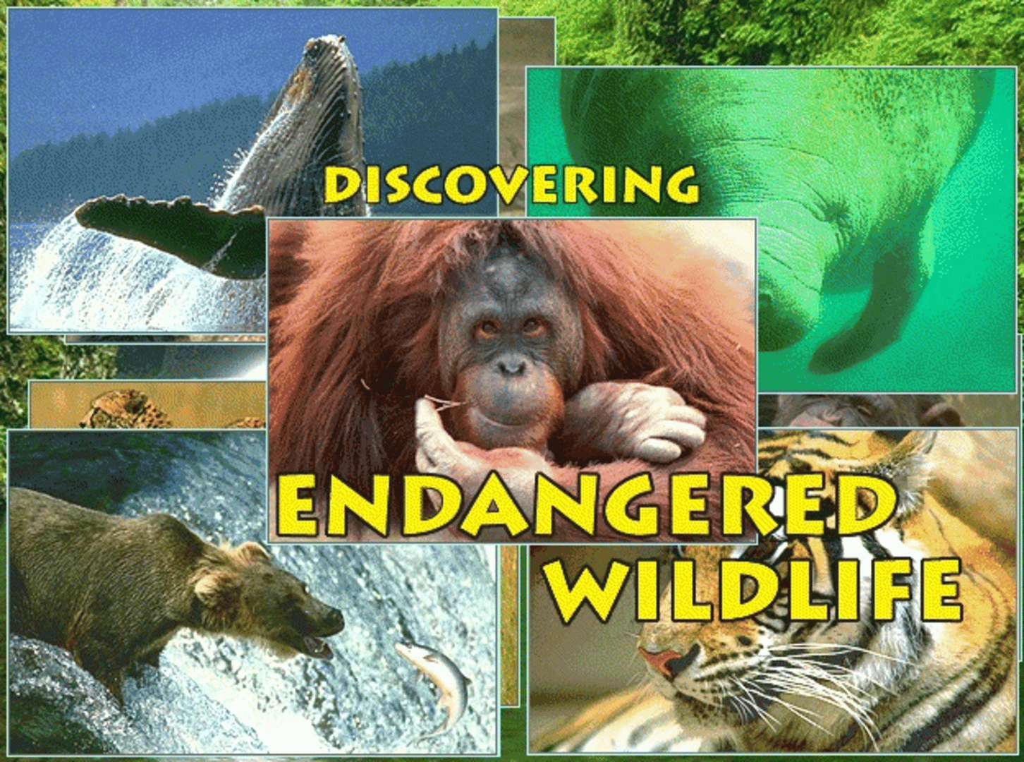 Discovering Endangered Wildlife screenshot