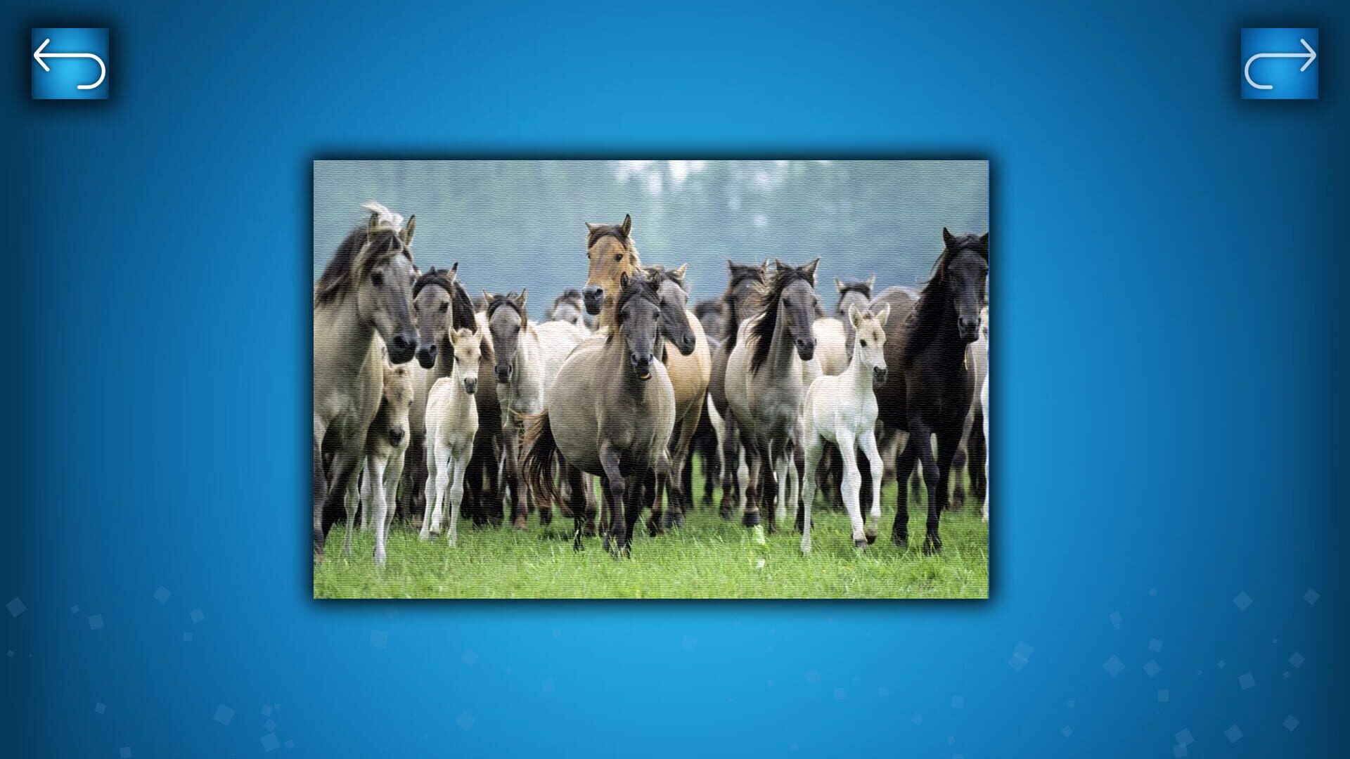Puzzle: Animals - Screenshot