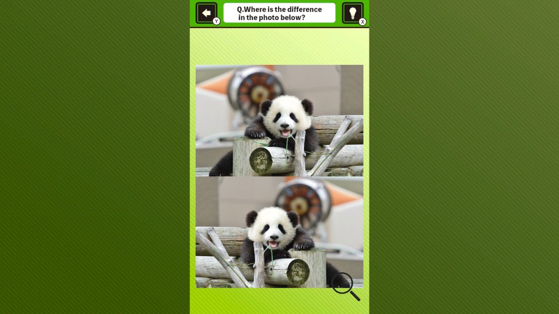 Super Kawaii! Finding Mistakes in Panda Photos