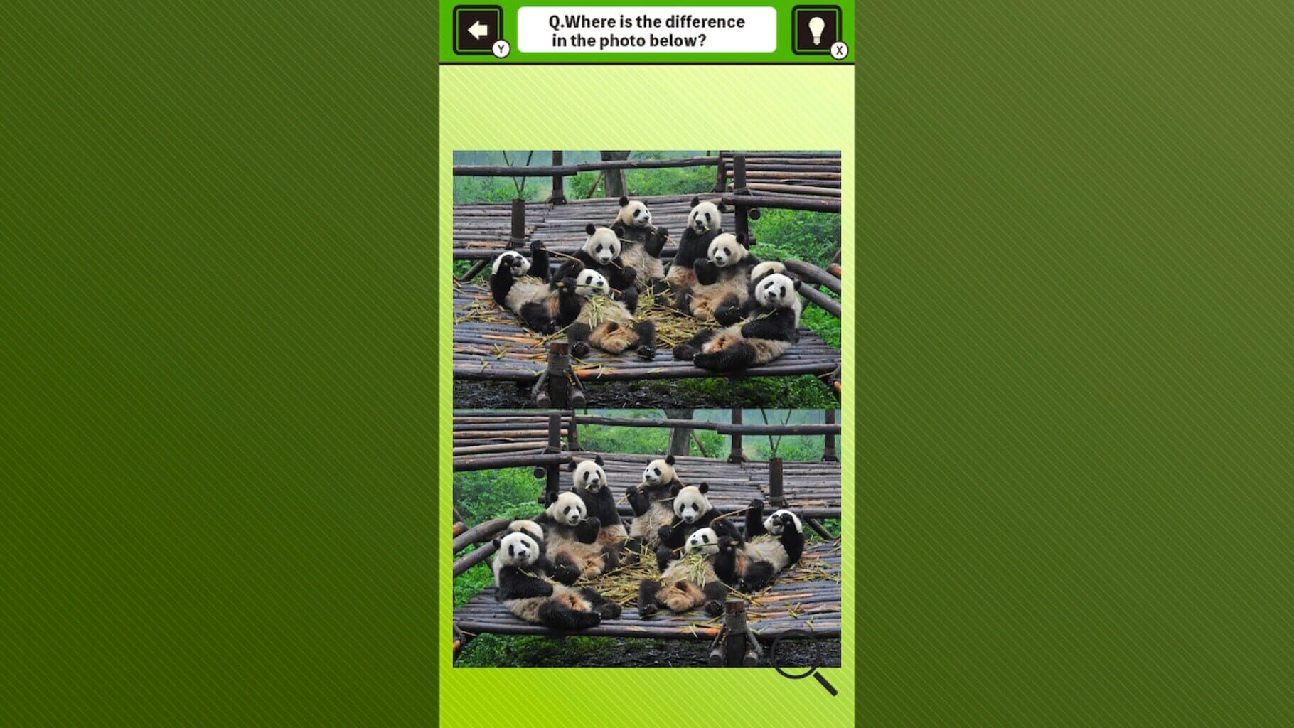 Super Kawaii! Finding Mistakes in Panda Photos